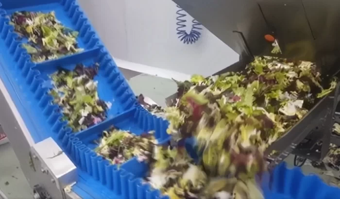 Vegyes saláta